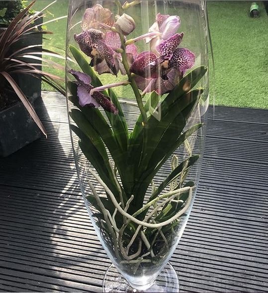 Vanda Orchid Vase – buy online or call 01634 393021