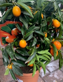 Orange Trees
